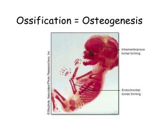 ossification osteogenesis