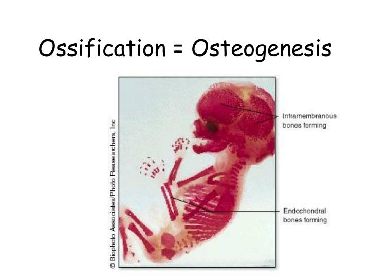 ossification osteogenesis