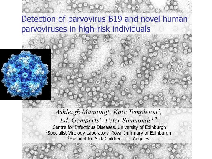 detection of parvovirus b19 and novel human parvoviruses in high risk individuals