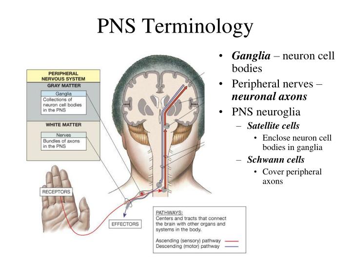 pns terminology