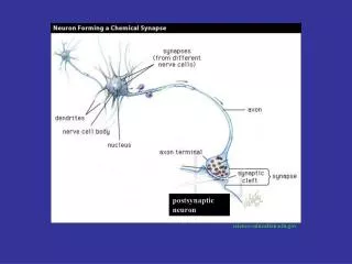 postsynaptic neuron