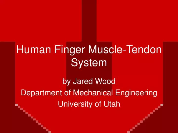 human finger muscle tendon system