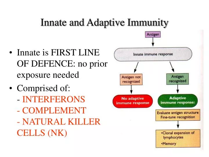 innate and adaptive immunity