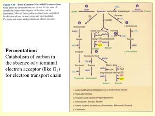 Fermentation: Catabolism of carbon in the absence of a terminal electron acceptor (like O 2 ) for electron transport cha