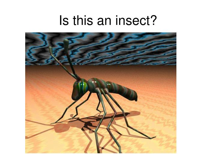 is this an insect