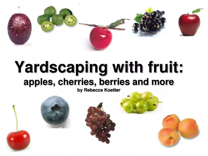 yardscaping with fruit apples cherries berries and more by rebecca koetter