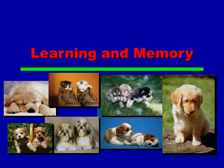 learning and memory