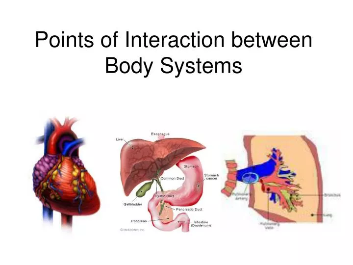 points of interaction between body systems