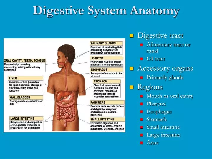 digestive system anatomy