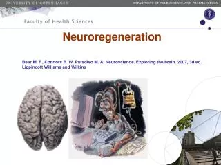 Neuroregeneration