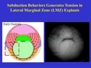 Subduction Behaviors Generates Tension in Lateral Marginal Zone (LMZ) Explants