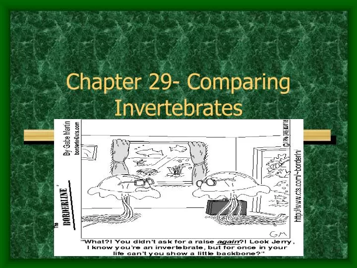 chapter 29 comparing invertebrates