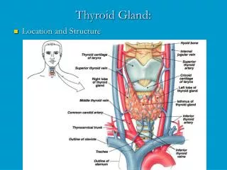 Thyroid Gland: