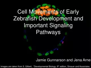 Cell Movements of Early Zebrafish Development and Important Signaling Pathways