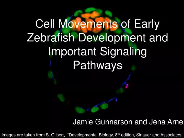 cell movements of early zebrafish development and important signaling pathways
