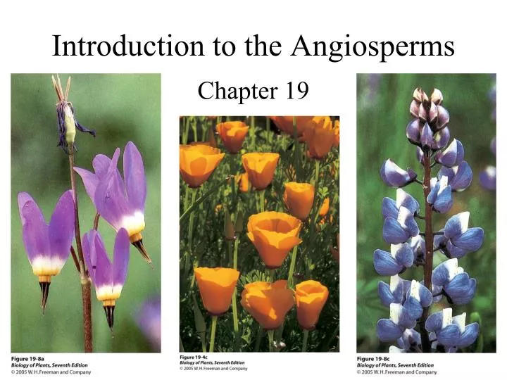 Ppt Introduction To The Angiosperms Powerpoint Presentation Free