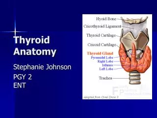 Thyroid Anatomy