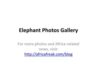 Elephant photos to download for free