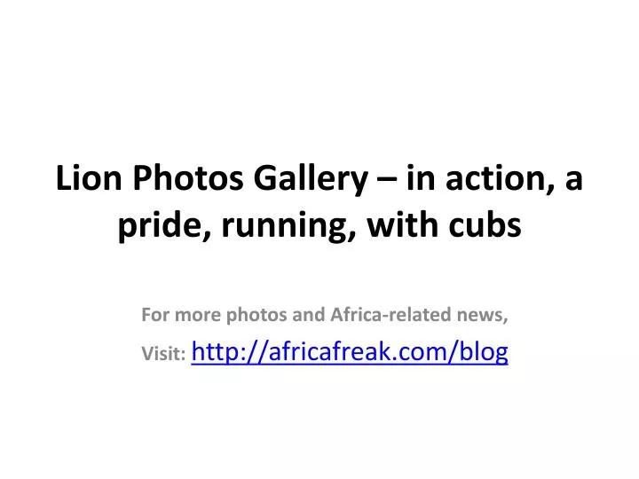 lion photos gallery in action a pride running with cubs
