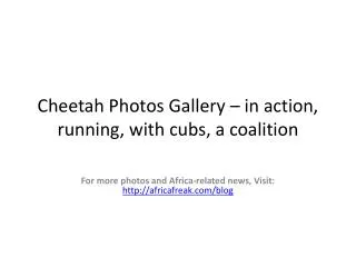 Photos of cheetahs to download for free