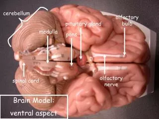 Brain Model: ventral aspect