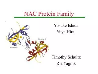 NAC Protein Family