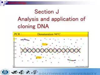 Section J Analysis and application of cloning DNA