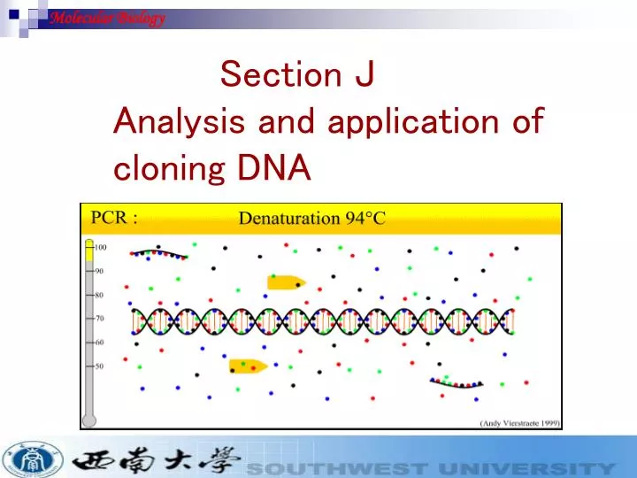 section j analysis and application of cloning dna