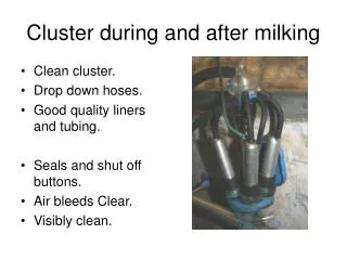 Cluster during and after milking