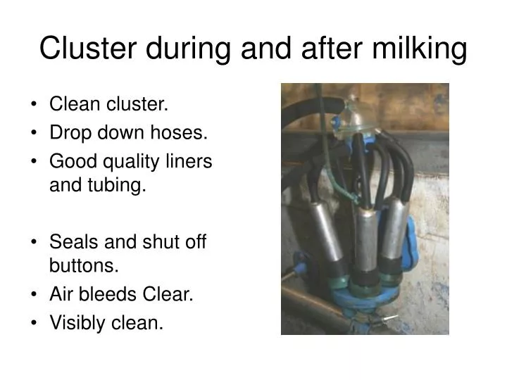 cluster during and after milking
