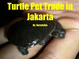 Turtle Pet Trade in Jakarta By Aeschylus