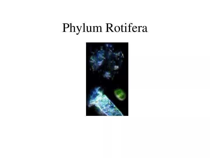 phylum rotifera