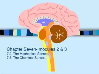 Chapter Seven- modules 2 &amp; 3 7.2: The Mechanical Senses 7.3: The Chemical Senses