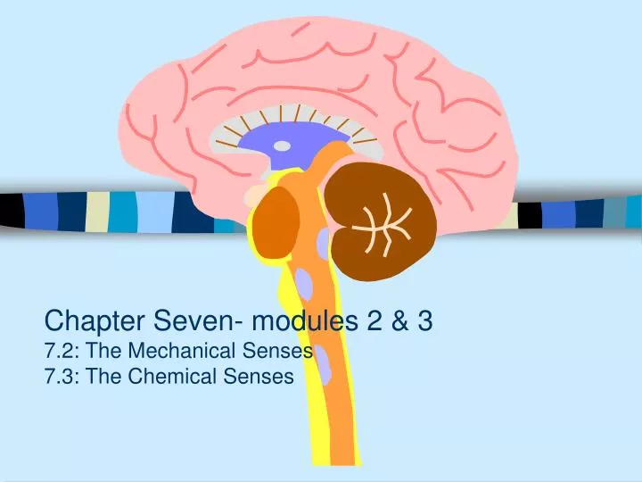 chapter seven modules 2 3 7 2 the mechanical senses 7 3 the chemical senses