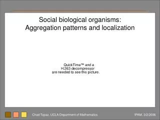 Social biological organisms: Aggregation patterns and localization