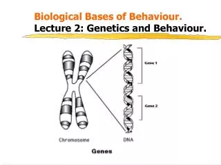 Biological Bases of Behaviour. 			 Lecture 2: Genetics and Behaviour.