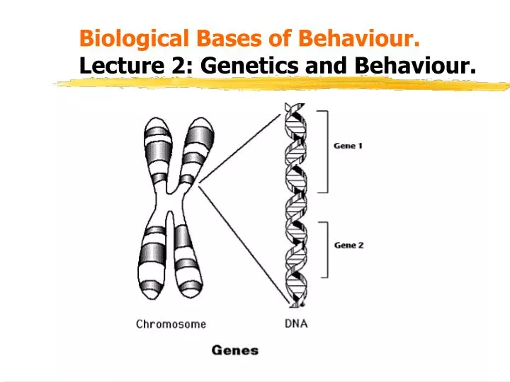 biological bases of behaviour lecture 2 genetics and behaviour