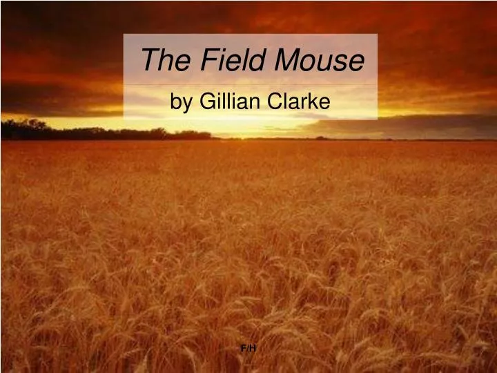 the field mouse