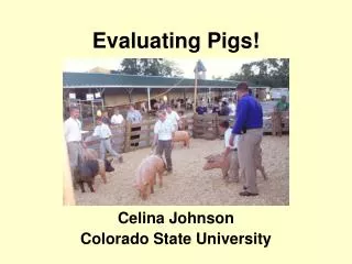 Evaluating Pigs!