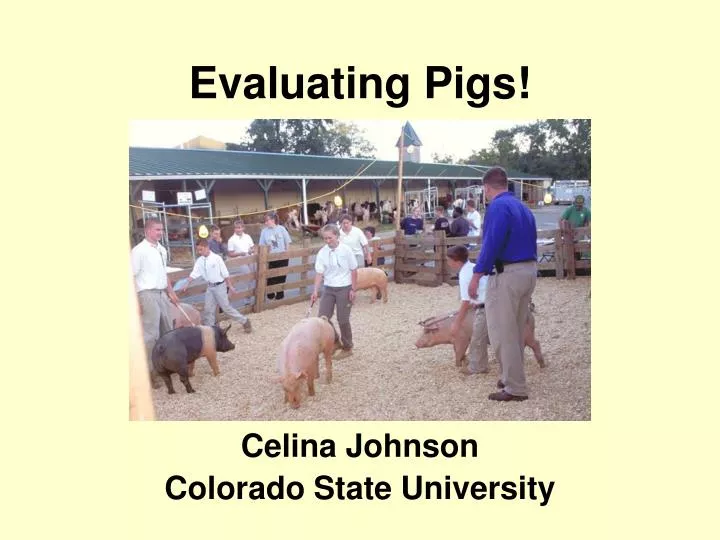 evaluating pigs