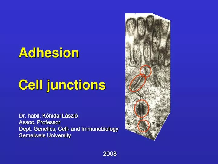 adhesion cell junctions