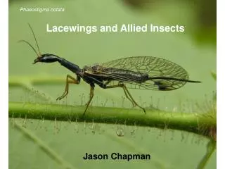 Lacewings and Allied Insects