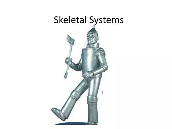 skeletal systems