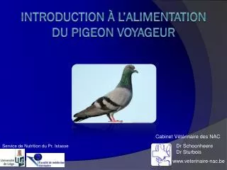 Introduction à L’Alimentation du Pigeon voyageur
