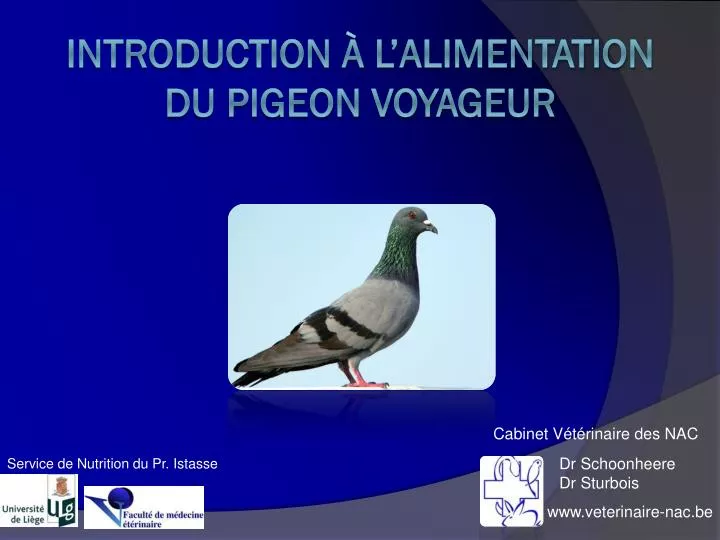 introduction l alimentation du pigeon voyageur