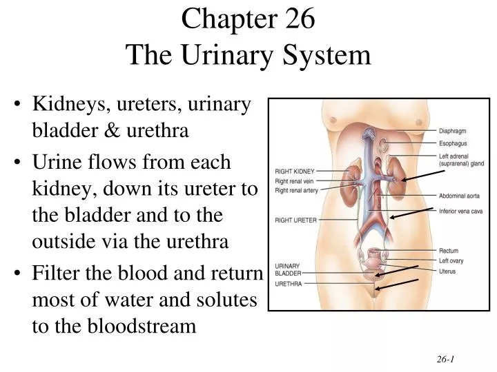 chapter 26 the urinary system