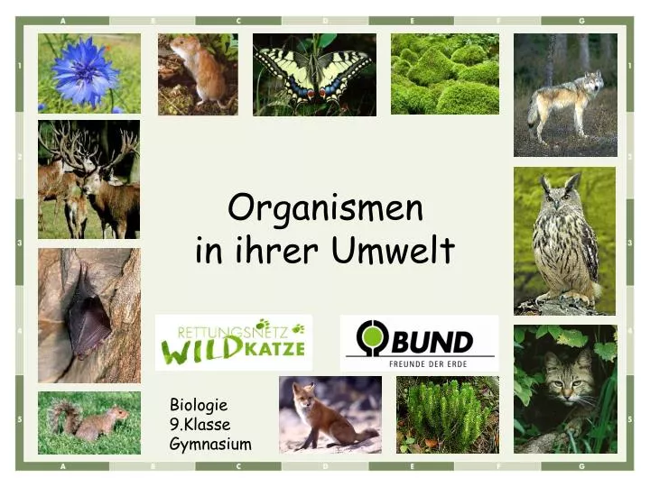 organismen in ihrer umwelt