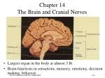 Chapter 14 The Brain and Cranial Nerves - slide 1