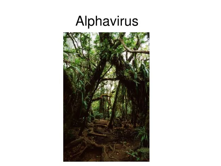 alphavirus