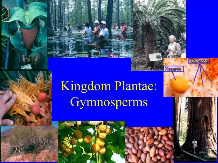 kingdom plantae gymnosperms